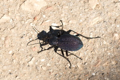 Carabus scabrosus tauricus