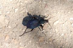 Carabus scabrosus tauricus