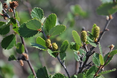 Betula glandulosa
