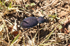 Carabus scabrosus tauricus