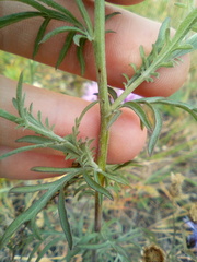 Centaurea pseudomaculosa