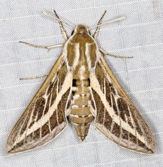 Hyles livornicoides