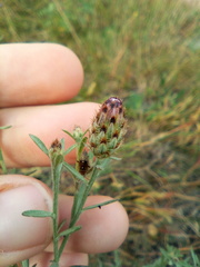 Centaurea pseudomaculosa