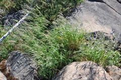 Calamagrostis purpurea