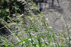 Calamagrostis purpurea