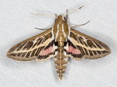 Hyles livornicoides