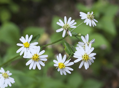 Aster ageratoides ageratoides