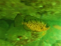 Heteropriacanthus carolinus