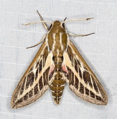 Hyles livornicoides