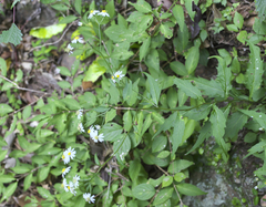 Aster ageratoides ageratoides