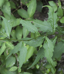 Aster ageratoides ageratoides