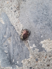 Amithao decemguttatus