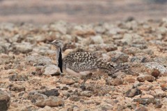 Chlamydotis undulata