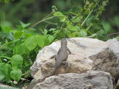 Sceloporus dugesii