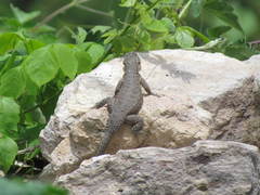 Sceloporus dugesii