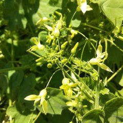 Echinopepon coulteri