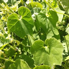 Echinopepon coulteri
