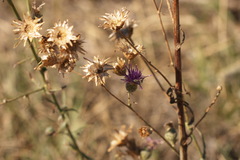 Centaurea scabiosa adpressa