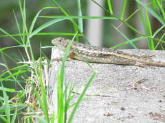 Sceloporus horridus