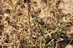 Centaurea scabiosa adpressa
