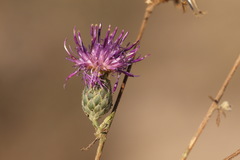 Centaurea scabiosa adpressa