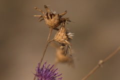 Centaurea scabiosa adpressa