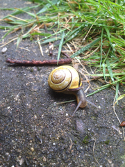 Cepaea nemoralis