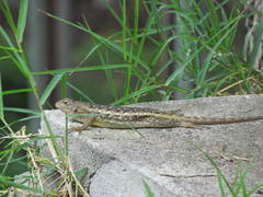 Sceloporus horridus