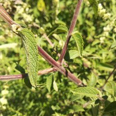 Asterohyptis stellulata