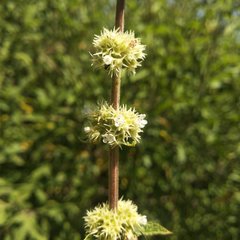 Asterohyptis stellulata