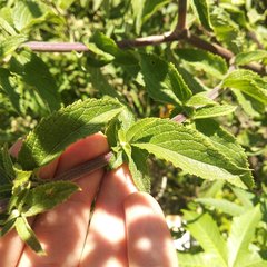 Asterohyptis stellulata