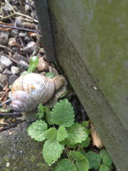 Helix pomatia