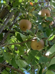 Pyrus pyrifolia