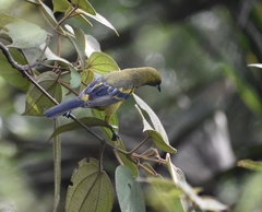 Icterus melanopsis
