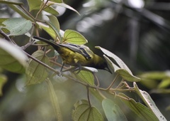 Icterus melanopsis