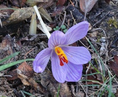 Crocus pallasii