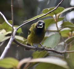 Icterus melanopsis