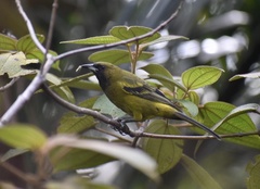 Icterus melanopsis