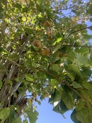 Pyrus pyrifolia