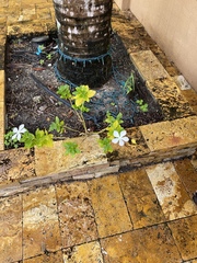 Catharanthus roseus image