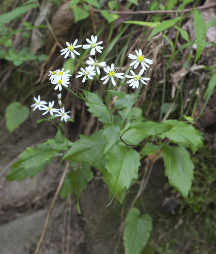 Aster sugimotoi iNat (1)