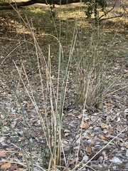 Juncus textilis