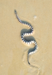 Hydrophis schistosus