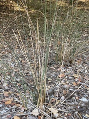 Juncus textilis