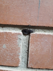 Triatoma venosa