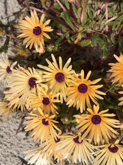 Cleretum bellidiforme