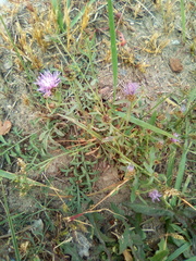 Centaurea pseudomaculosa