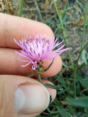Centaurea pseudomaculosa