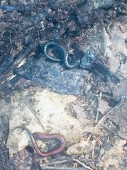 Plethodon cinereus
