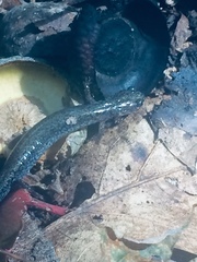 Plethodon cinereus